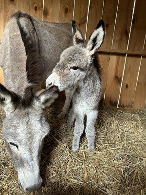 Our new donkey who Dr. Harney has provided the best care for!  Thanks Dr. Harney!