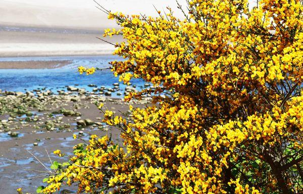 Siletz Bay at low tide, 
 5-24-2023