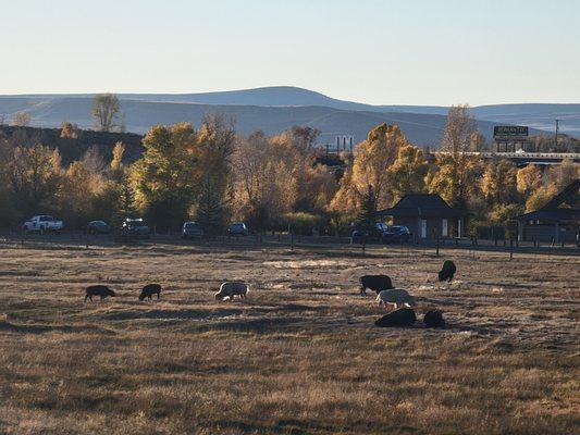 Beyond the green pasture