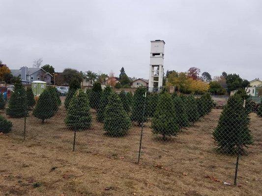 Lots of Gorgeous Trees for Sale