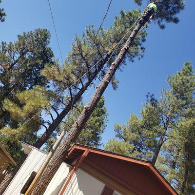 Tree removal against structures between wires.