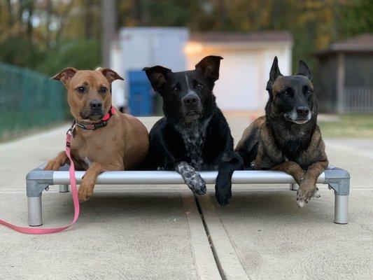 Dogs in training