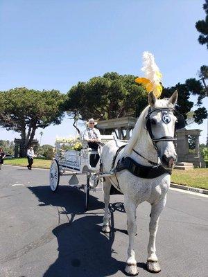 G&F Carriages horse drawn hearse