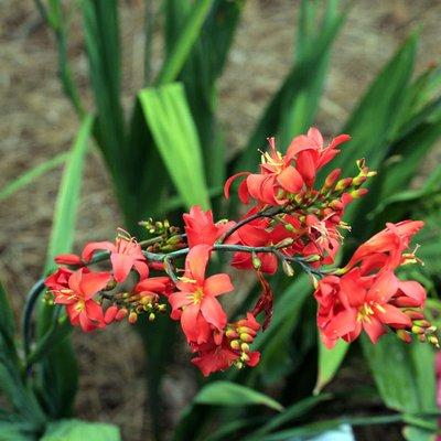 The popular sun perennial Crocosmia at Sugar Creek Gardens plant nursery