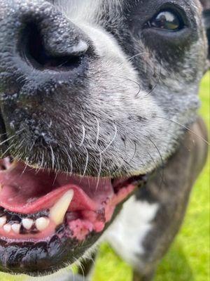 Gus a frequent guest enjoys playtime