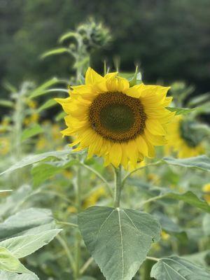 Sunflower