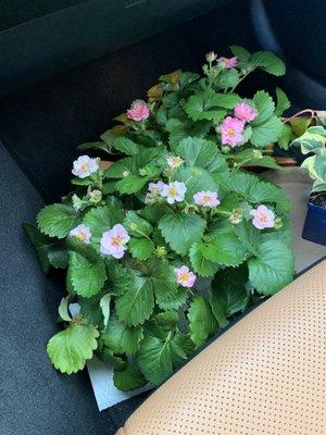 Proven Winners strawberries in pink or red for $6 Bought one for my neighbor too!