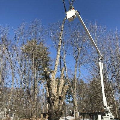 Expert branch removal services using a a bucket truck.