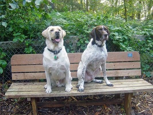 Hank and Boomer sitting pretty for their picture.