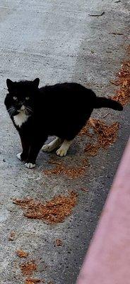 A cat I met recently behind a dentist office , the other end of Harris near Safeway .. He was so chill, I loved him.