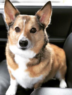 Just picked her up from the groomers and her fur is silky soft. Corgis shed a ton and they do a great job at getting that under control.