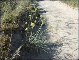 Tucson Weed Control