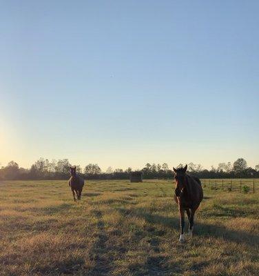 Pastures are very roomy for only 2-3 horses in each. You can tell the horses are very healthy and happy here. Taken 11/1/2020