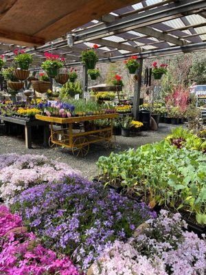 Annuals and perennials