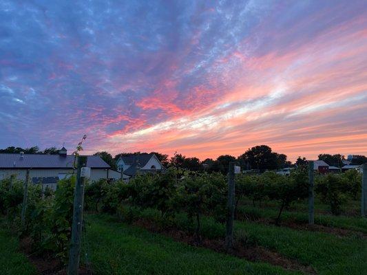 Sunset over the vineyard