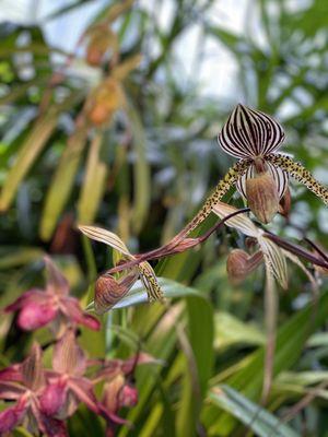 Orchid room