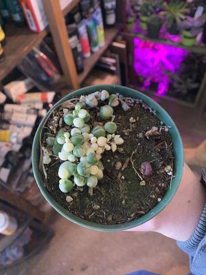 Variegated string of pearls