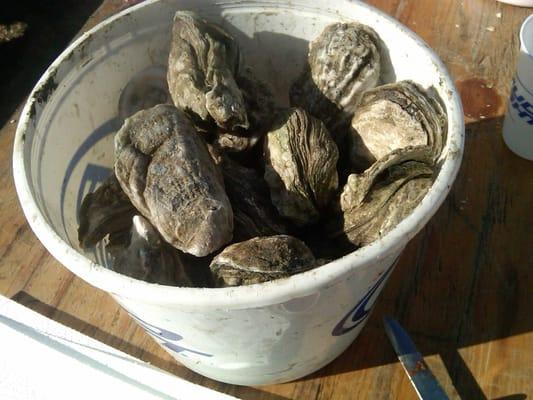 bucket of steamed oysters $12.99