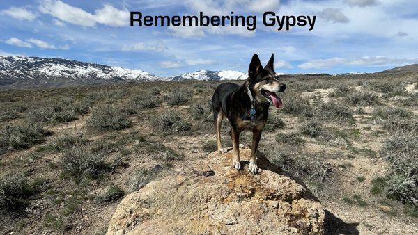 Gypsy loved to go on hikes and climb on rocks.