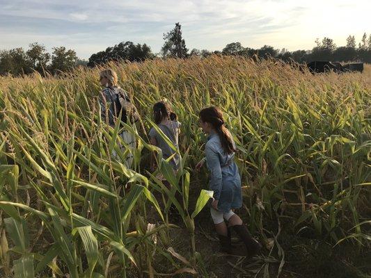 The corn maze