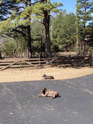 Cleburne County Animal Clinic