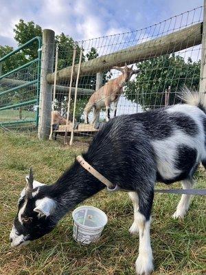 Hungry goats