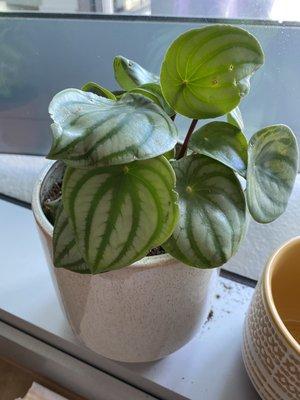 The peperomia they potted for me!