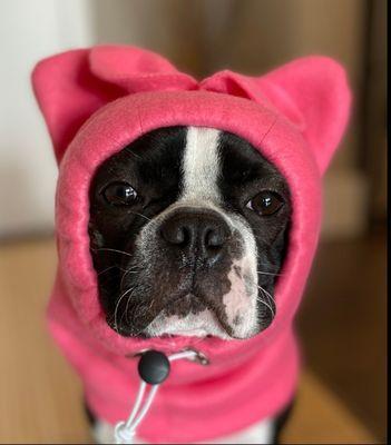 Doesn't all dogs need a snood ( hat with neck and ear covering)