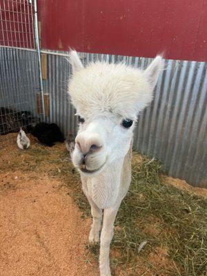 alpaca? or llama