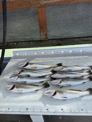 Black Drum and Trout. Take your catch to Lobo Del Mar and they'll make you the best fresh Fish Tacos while you wait.