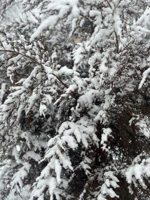 Snow causes branches to break. On occasions, they hang broken on the tree. If you need branch(es) removed contact us. Free quotes