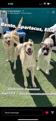 Spartacus with his buddies at Laughing Dog Inn. (courtesy of LDI's Instagram)