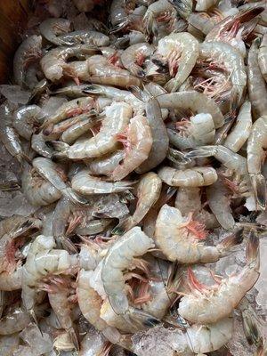 Shrimp 21-25