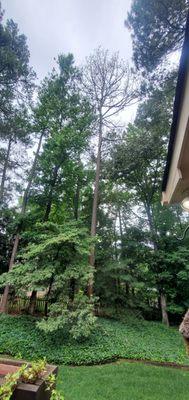 Dead Pine Tree in back yard.