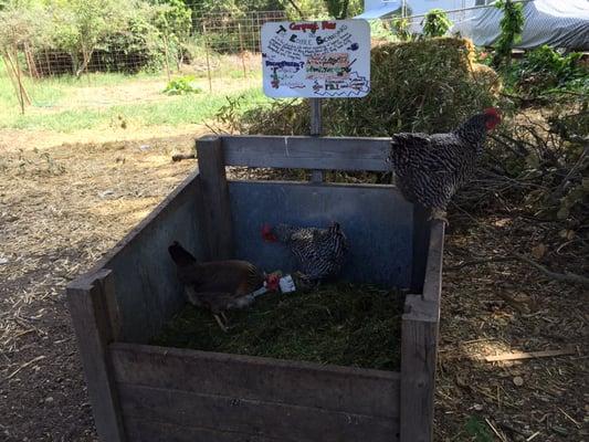 The Edible Schoolyard