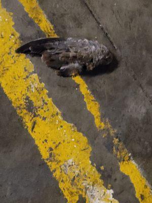 They did clean up the dead bird in 5he parking garage though here at encino oaks it's also roach infested here