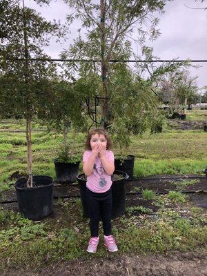 Hazeltine's Weeping Bottle Brush priced at $271.00