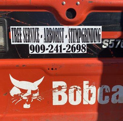 Bobcat