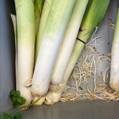 Leek