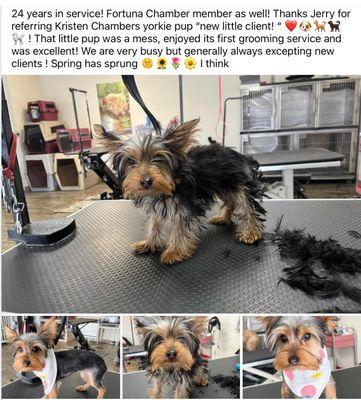 Yorkie puppy! First grooming