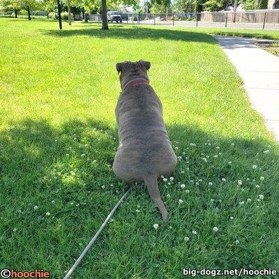 Hooch enjoying the nice views at Ben Burr Park.