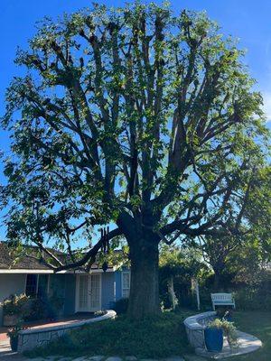 Ash tree topped & trimmed