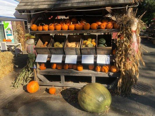 Various Pumpkins & Gourds