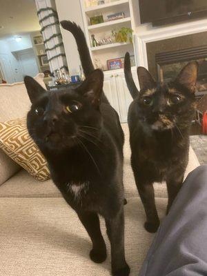 Photo from our cat sitter Anna of our two cats looking at her so happily!