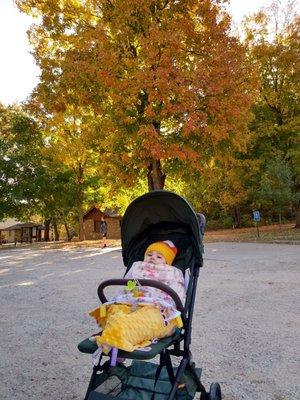 Despite the lack of bison and water volume, Fall foliage was lovely and the upper level falls viewing paths--stroller friendly.