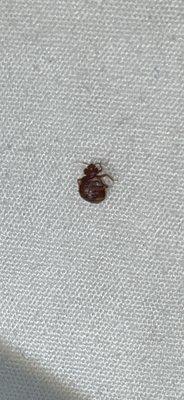 Bed bug, room 133