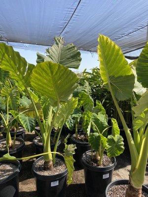 1/27/2021 giant colocasia and elephant ears