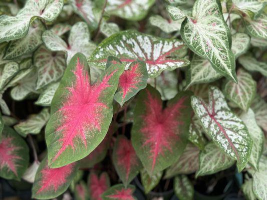 Caladium