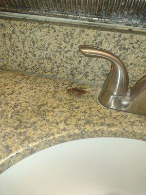 Big Roach walking on counter I got up at night to go to the bathroom put on a light there was big bugs on the floor n walls