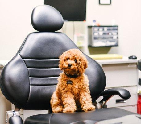 Maggie, our Dental Therapy Dog in training.